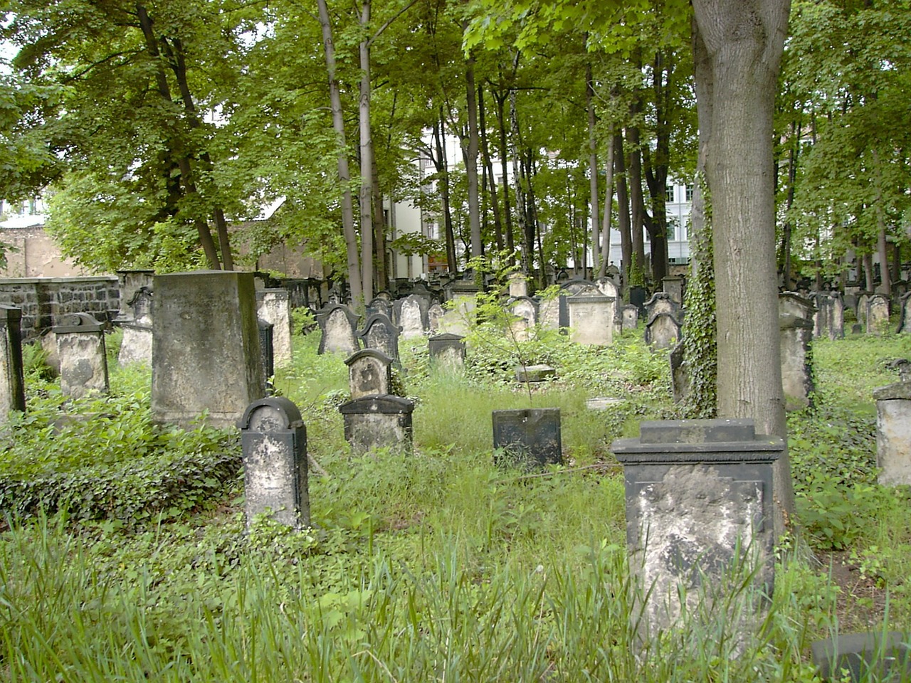 Stary żydowski cmentarz w Dreźnie